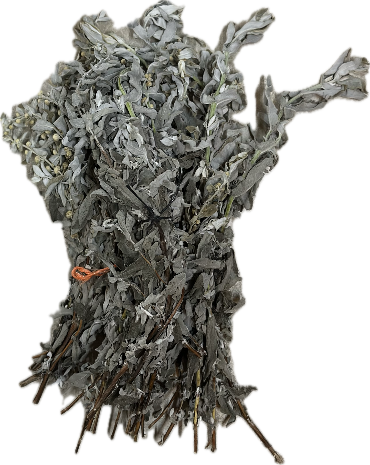 SALVIA FRESCA ROLLITO 40GR
