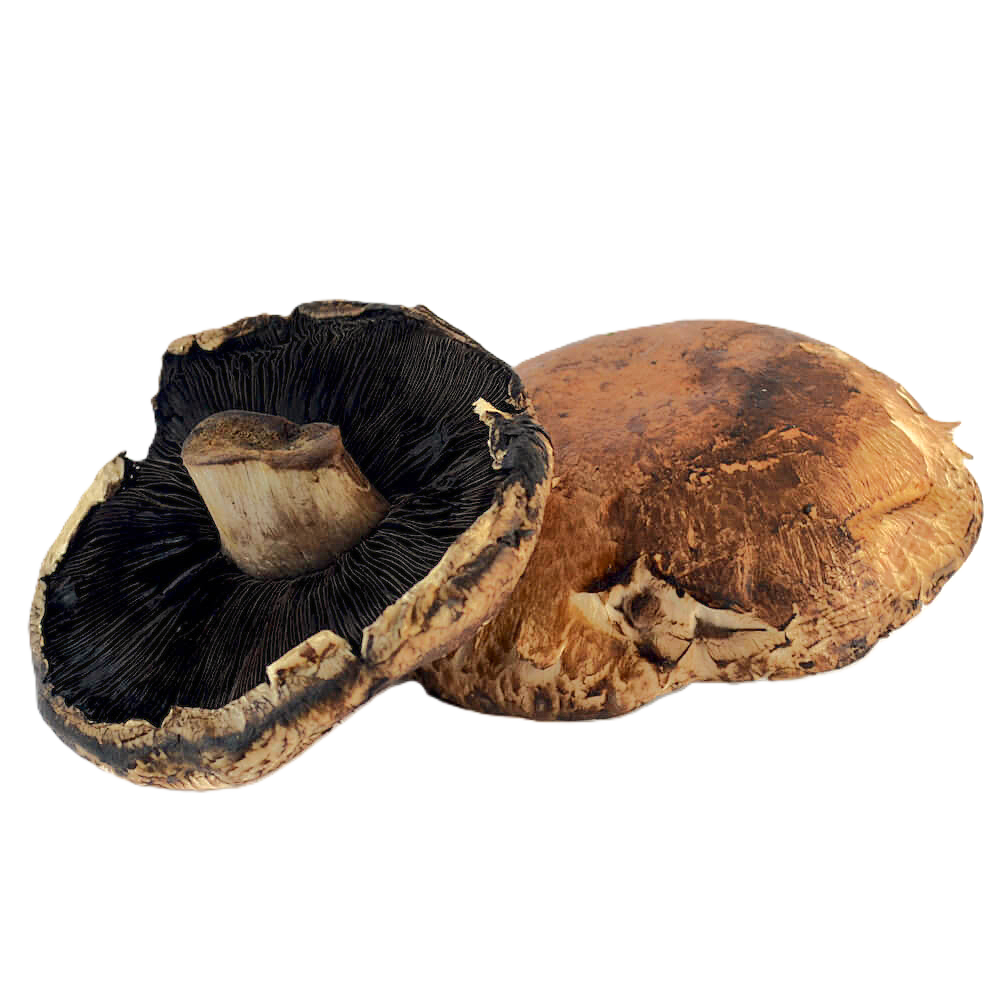 HONGO PORTOBELLO por KG