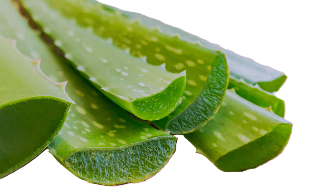 SABILA ALOE VERA por PZA