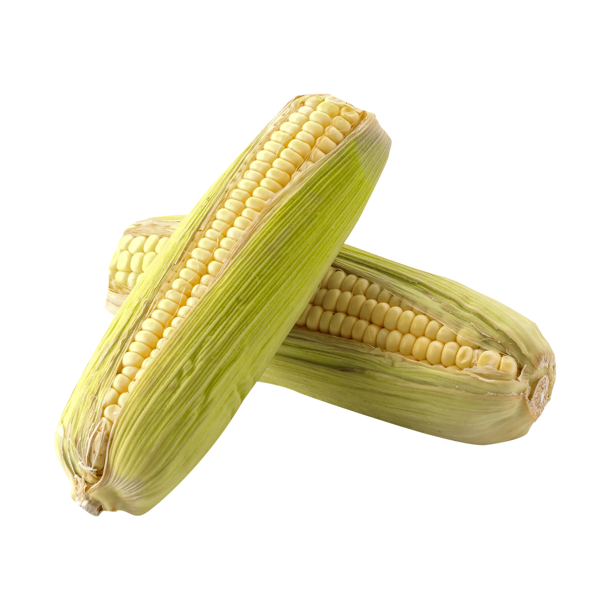 ELOTE MEXICANO por PZA