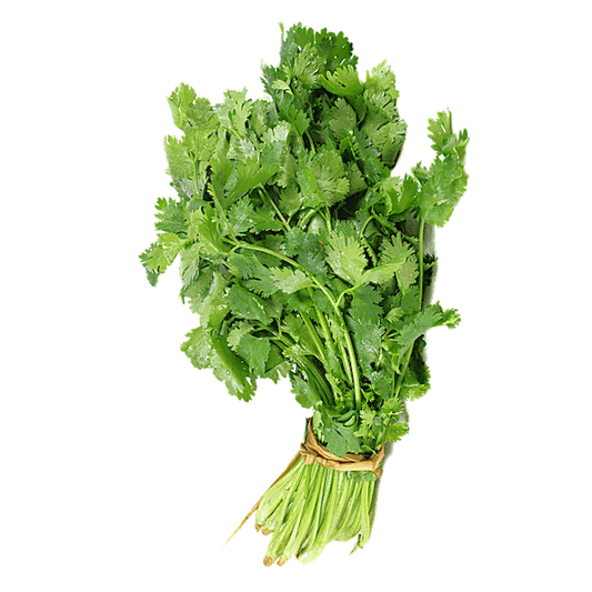 CILANTRO ROLLITO 40 GR