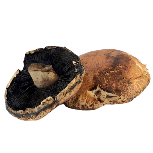 HONGO PORTOBELLO por KG