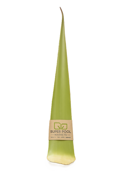 SABILA ALOE VERA por PZA