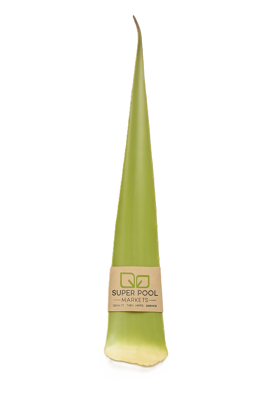 SABILA ALOE VERA por PZA