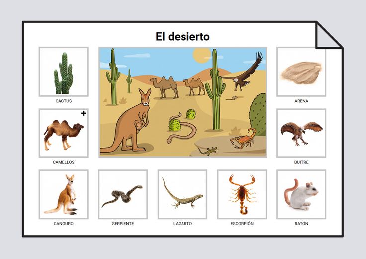 ANIMALES DEL DESIERTO cda uno