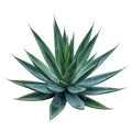 PENCA DE MAGUEY