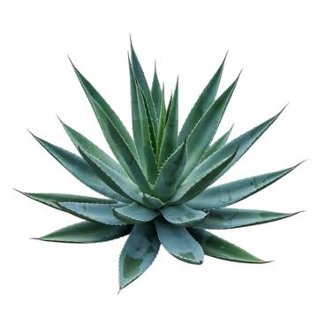PENCA DE MAGUEY