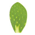 NOPAL LIMPIO KG