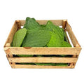 NOPAL CAJA
