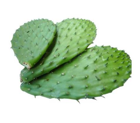 NOPAL C/ESPINAS KG