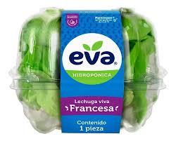 LECHUGA FRESCA FRANCESA EVA CONT. 1 PZA