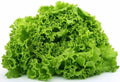 LECHUGA ITALIANA