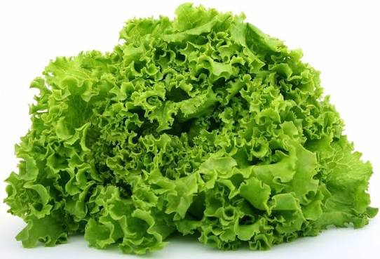 LECHUGA ITALIANA