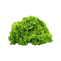 LECHUGA ESCAROLA CONT. 1 PZA