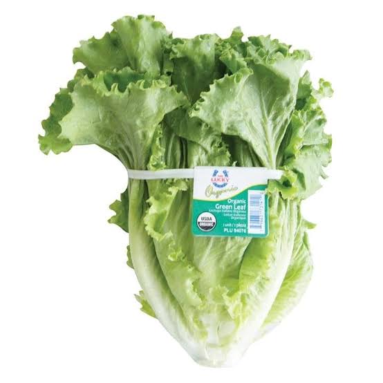 LECHUGA ITALIANA MR.LUCKY