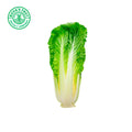 LECHUGA OREJONA POBLANA