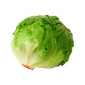 LECHUGA PEQUEÑAS PZ