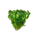 LECHUGA CHICORRIA