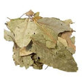 HOJA DE AGUACATILLO ROLLO