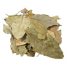 HOJA DE AGUACATILLO ROLLO