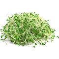 GERMINADO DE ALFALFA CONT. 240G