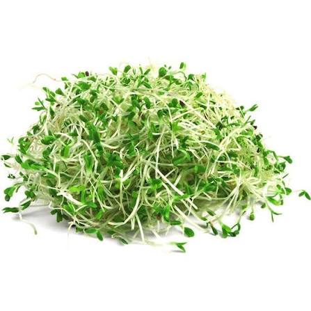 GERMINADO DE ALFALFA CONT. 240G