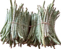 ESPELON ROLLO