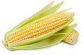 ELOTES