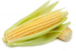 ELOTES