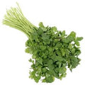 CILANTRO ROLLO