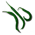CHILE ARBOL VERDE