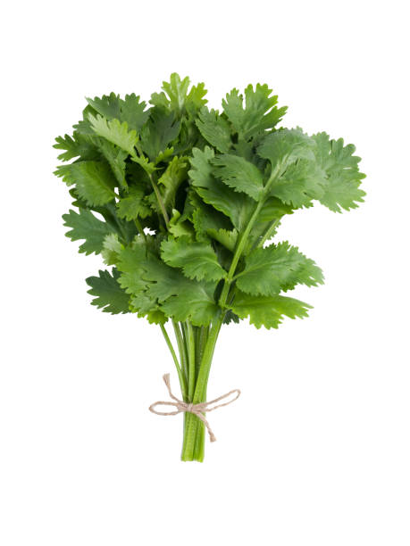 CILANTRO ROLLITO 40 GR